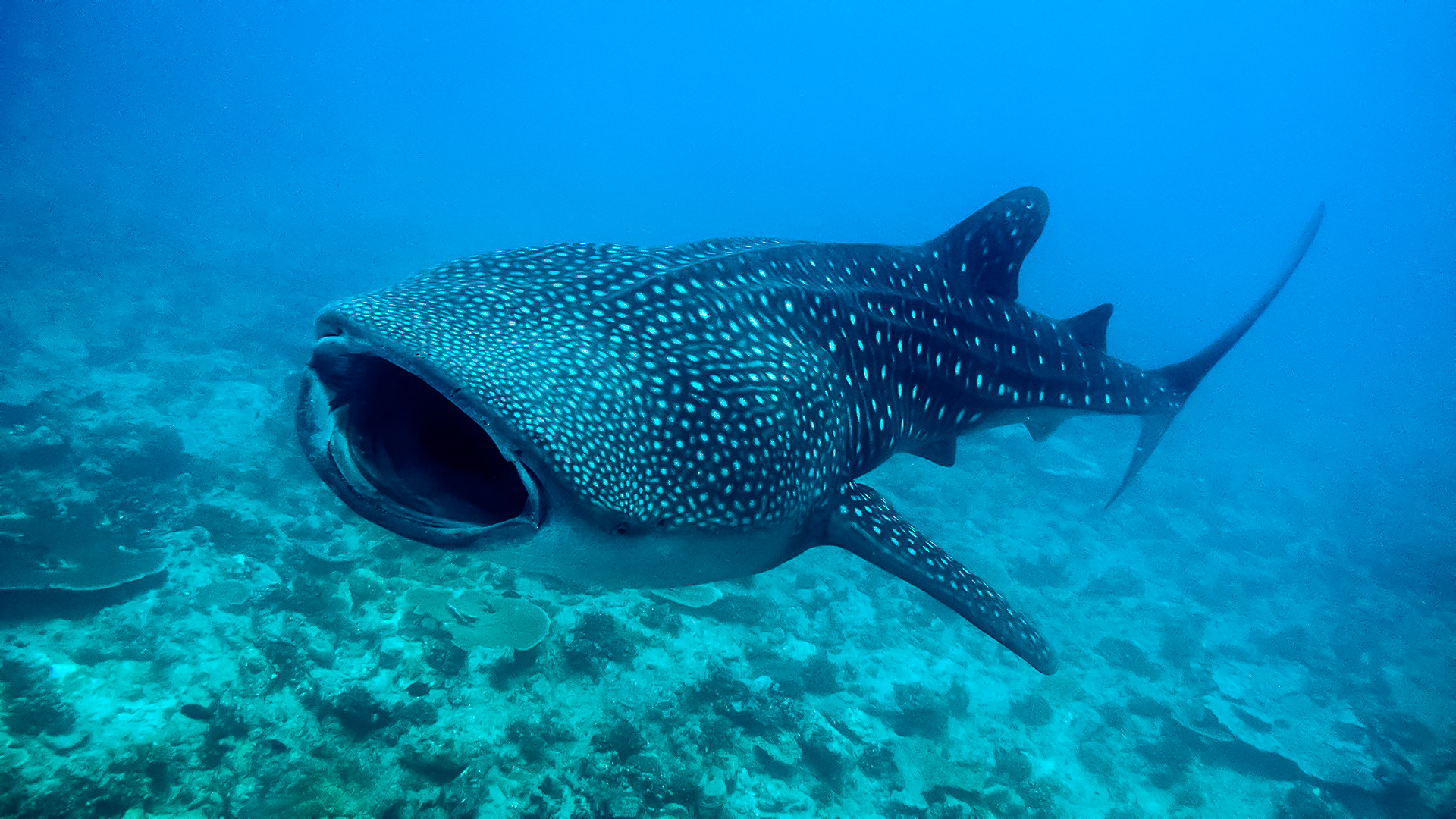 Whaleshark Expedition - Image 1