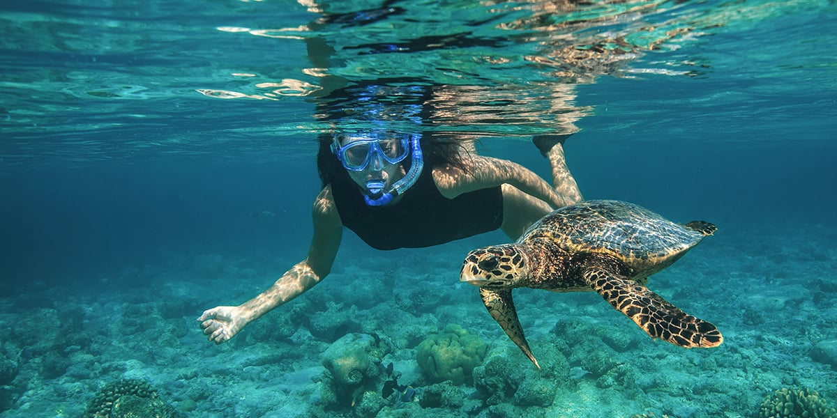 Turtle Watching - Image 1
