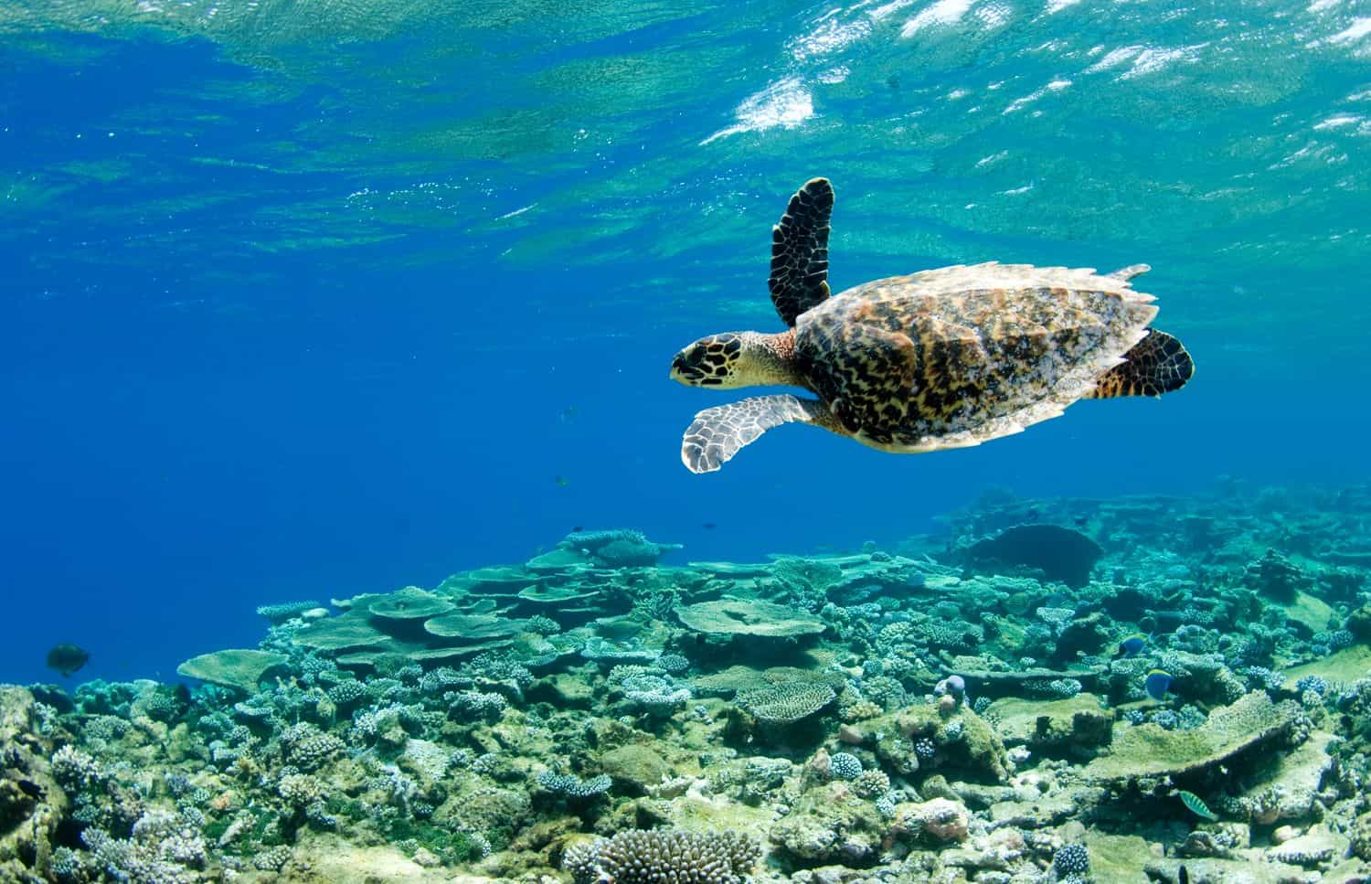 Turtle Watching - Image 2