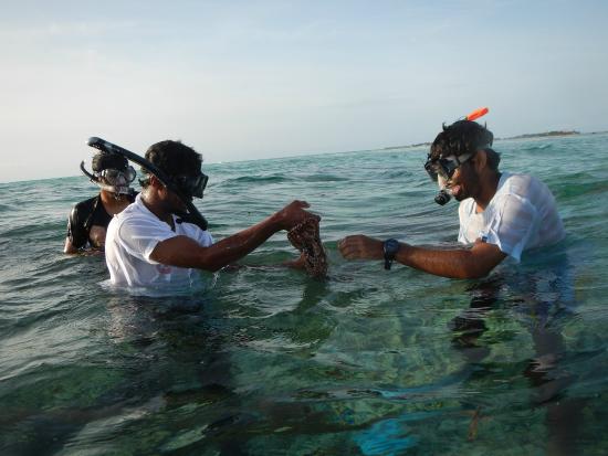 Octopus / Lobster Hunting - Image 2
